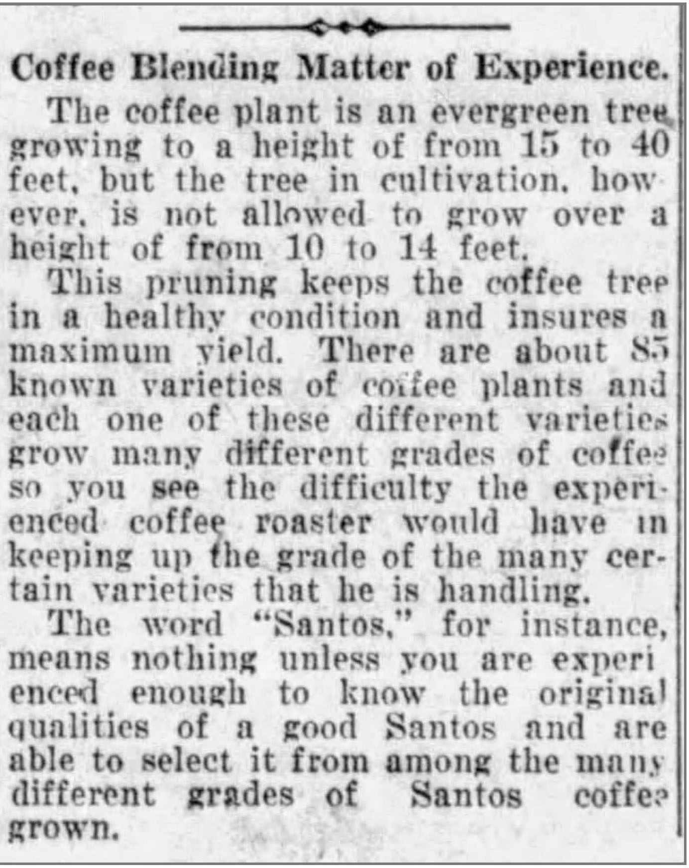 Short article on coffee tree, varieties, and blending; San Antonio Light, 26 Aug 1923, page 63