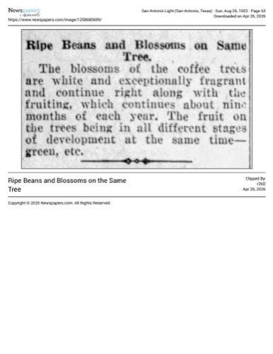 Short fact item on coffee tree flowering and fruiting; San Antonio Light, 26 Aug 1923, page 63